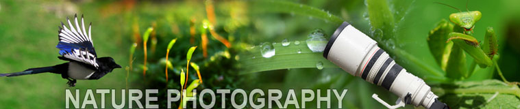 Nature Photography Blog